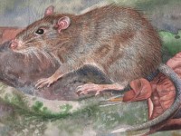 Ditemukan Spesies Tikus Baru di Maluku