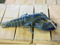 Lobster Hewan Berdarah ‘Ningrat’