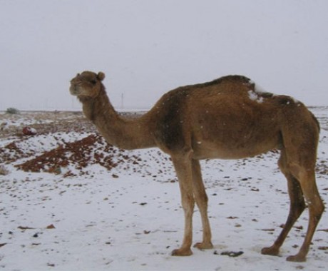 Hujan Salju di Sahara