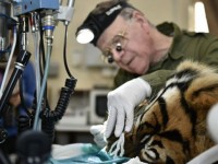 Harimau Sumatra Operasi Gigi di London