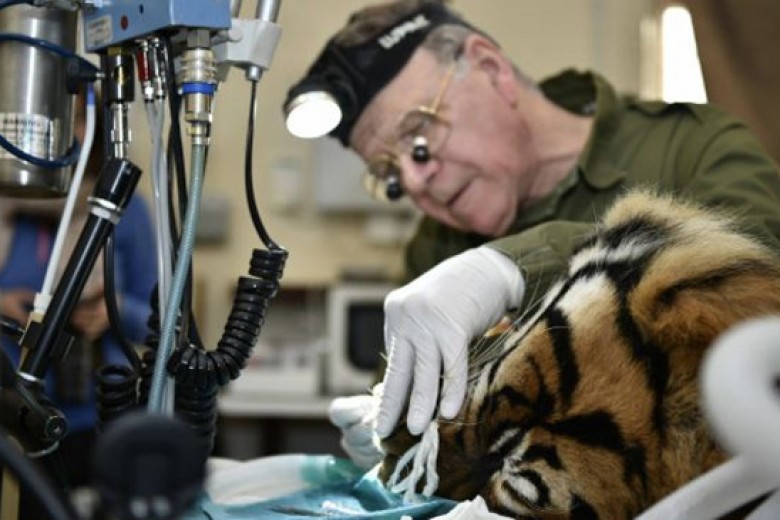 Harimau Sumatra Operasi Gigi di London