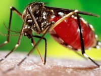 Gerakan 3M Efektif Bantu Cegah Zika & DB