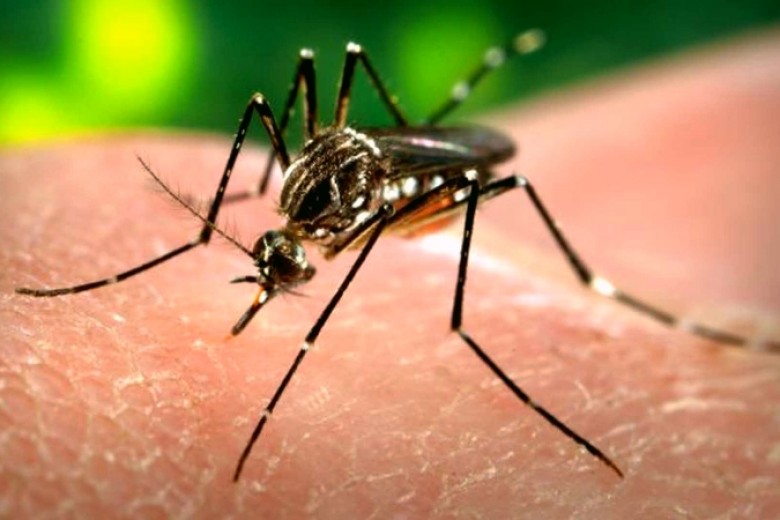 Asal Mula Virus Zika