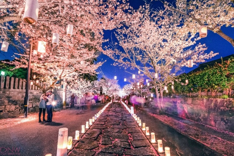 Jangan Lewatkan Festival Bunga Sakura di Jepang