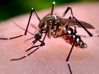 Nyamuk Aedes Aegypti Kebal Cuaca