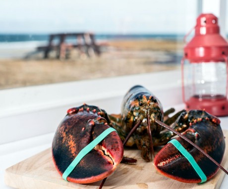 Apa Warna Darah Lobster?