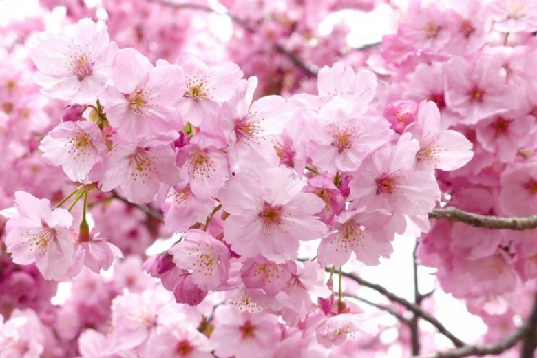 Menikmati Bunga Sakura Selain di Jepang